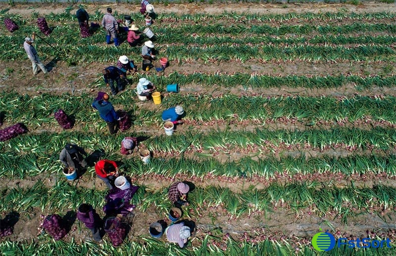 images/1655362578229onion grader.jpg